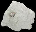 Wide, Enrolled Flexicalymene Trilobite In Shale - Ohio #52199-1
